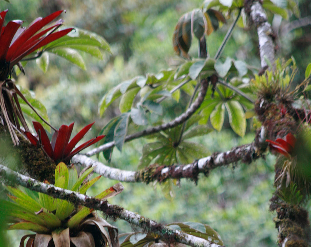Bromelien im Regenwald
